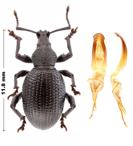 Réf. 317 795 : Otiorhynchus lugens